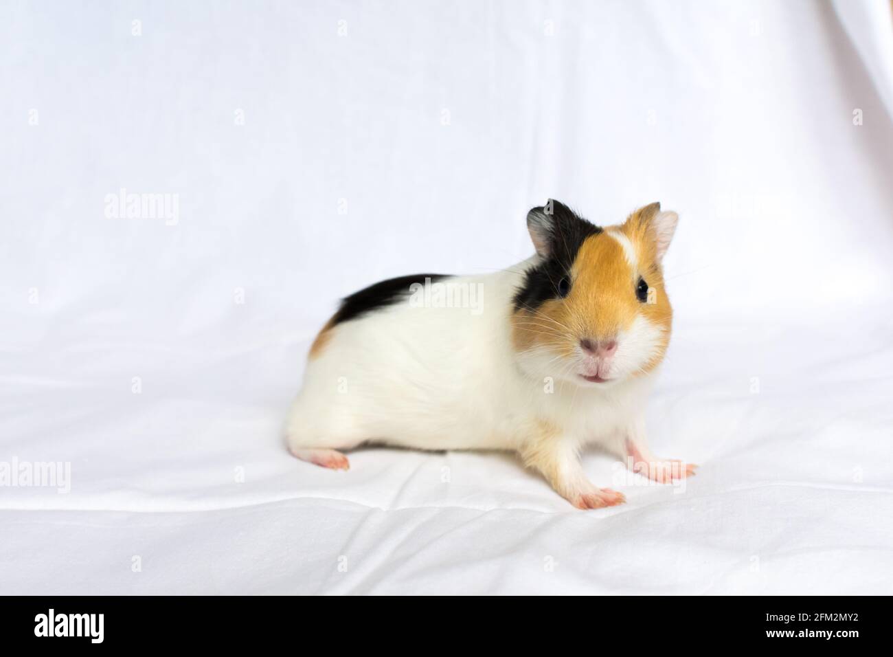 Red-haired with white spots guinea pig on a white wall background. Stock Photo