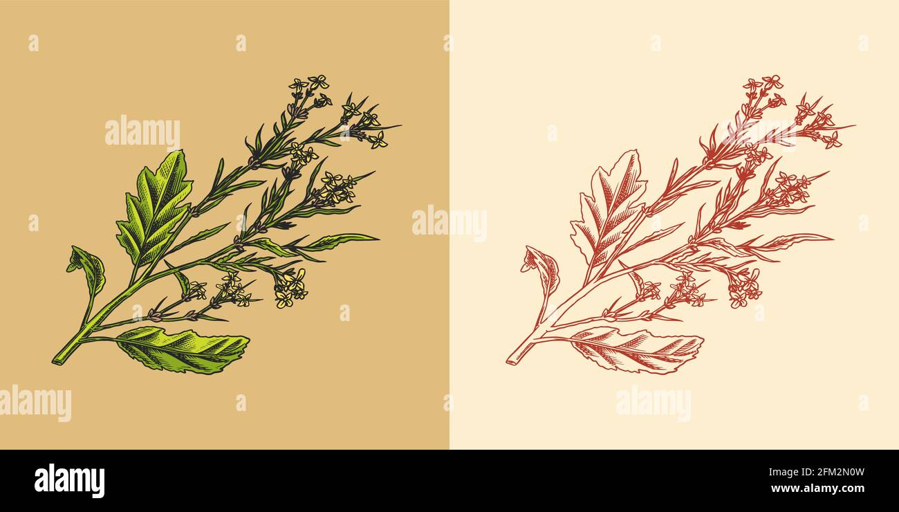 Mustard plant. Spicy condiment. Harvest concept. Illustration for Vintage background or poster. Engraved hand drawn sketch. Stock Vector