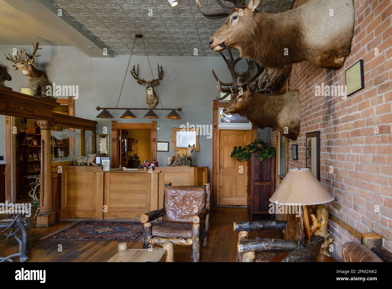 Game taxidermies decorates the lobby of an old western hotel at small