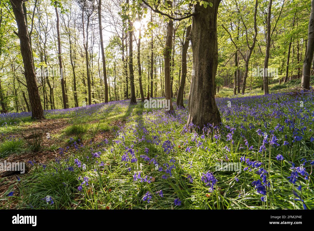 Bluebells in Graig Fawr Woods near Margam Country Park on sunset, Port Talbot, South Wales, United Kingdom Stock Photo