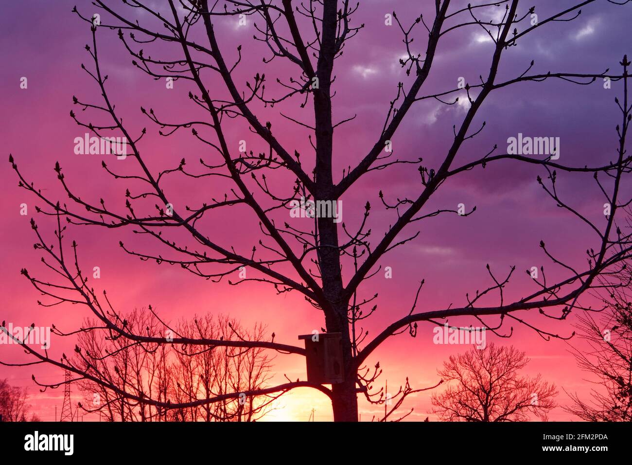 Young horse chestnut tree hi-res stock photography and images - Alamy