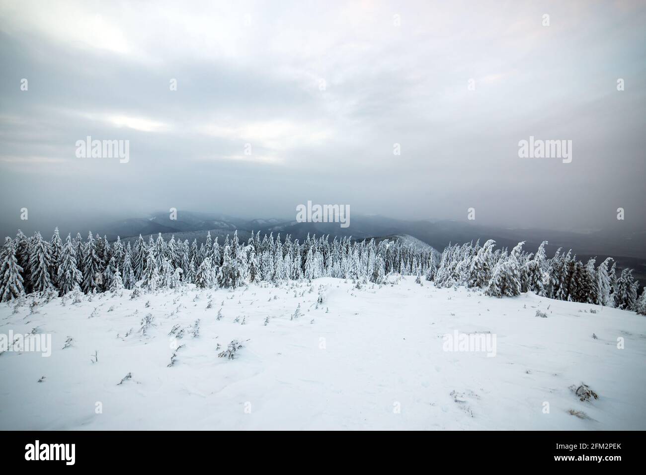 Moody winter landscape of spruce forest cowered with deep snow in white ...