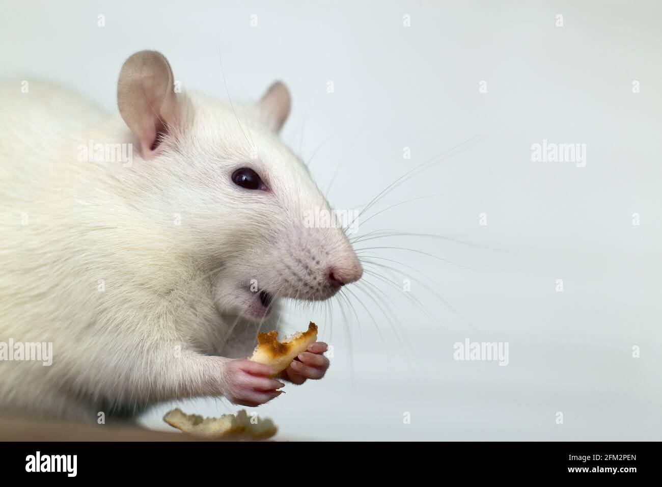 Lab rat , lab mouse, eating hi-res stock photography and images - Alamy