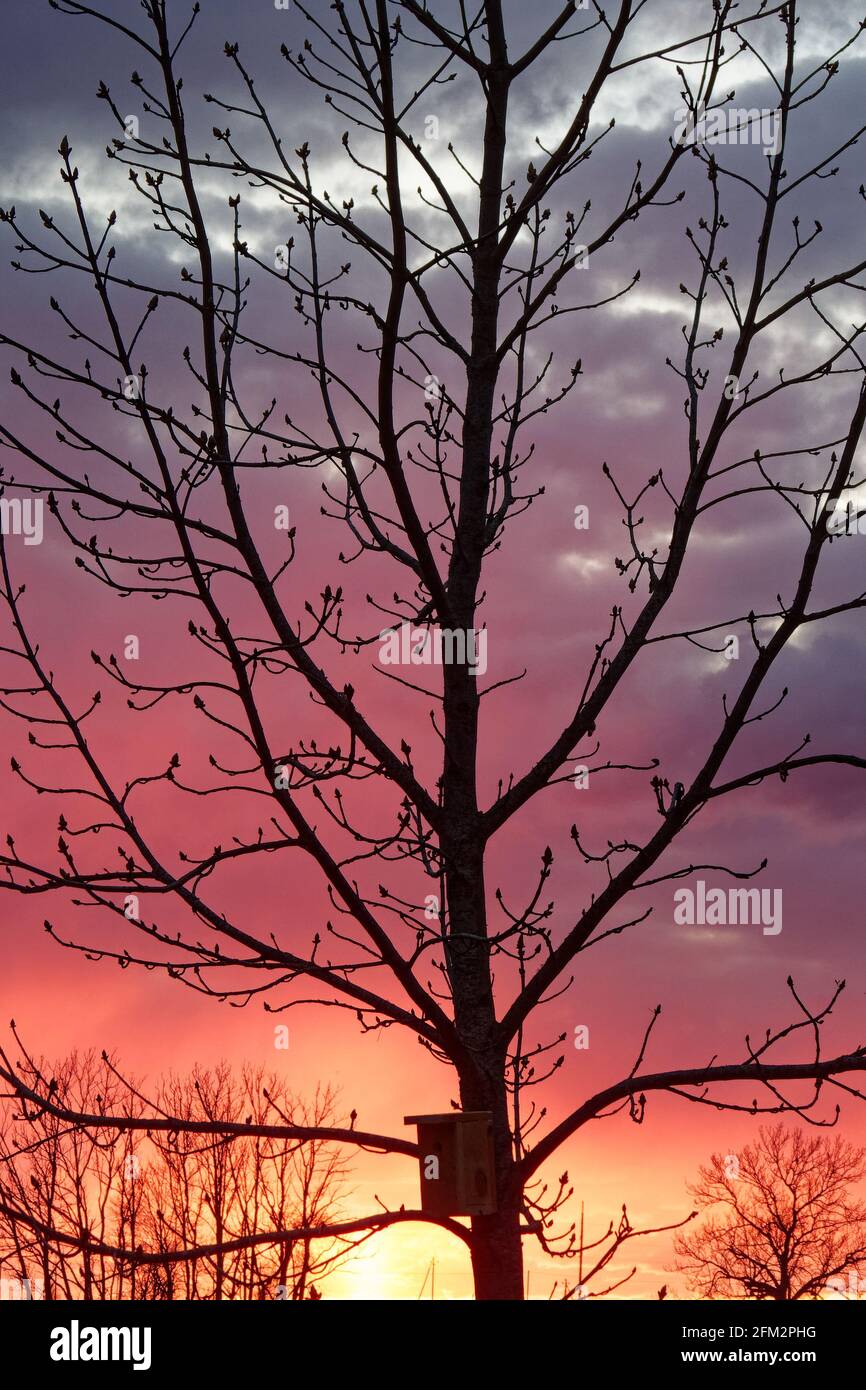 Young horse chestnut tree hi-res stock photography and images - Alamy