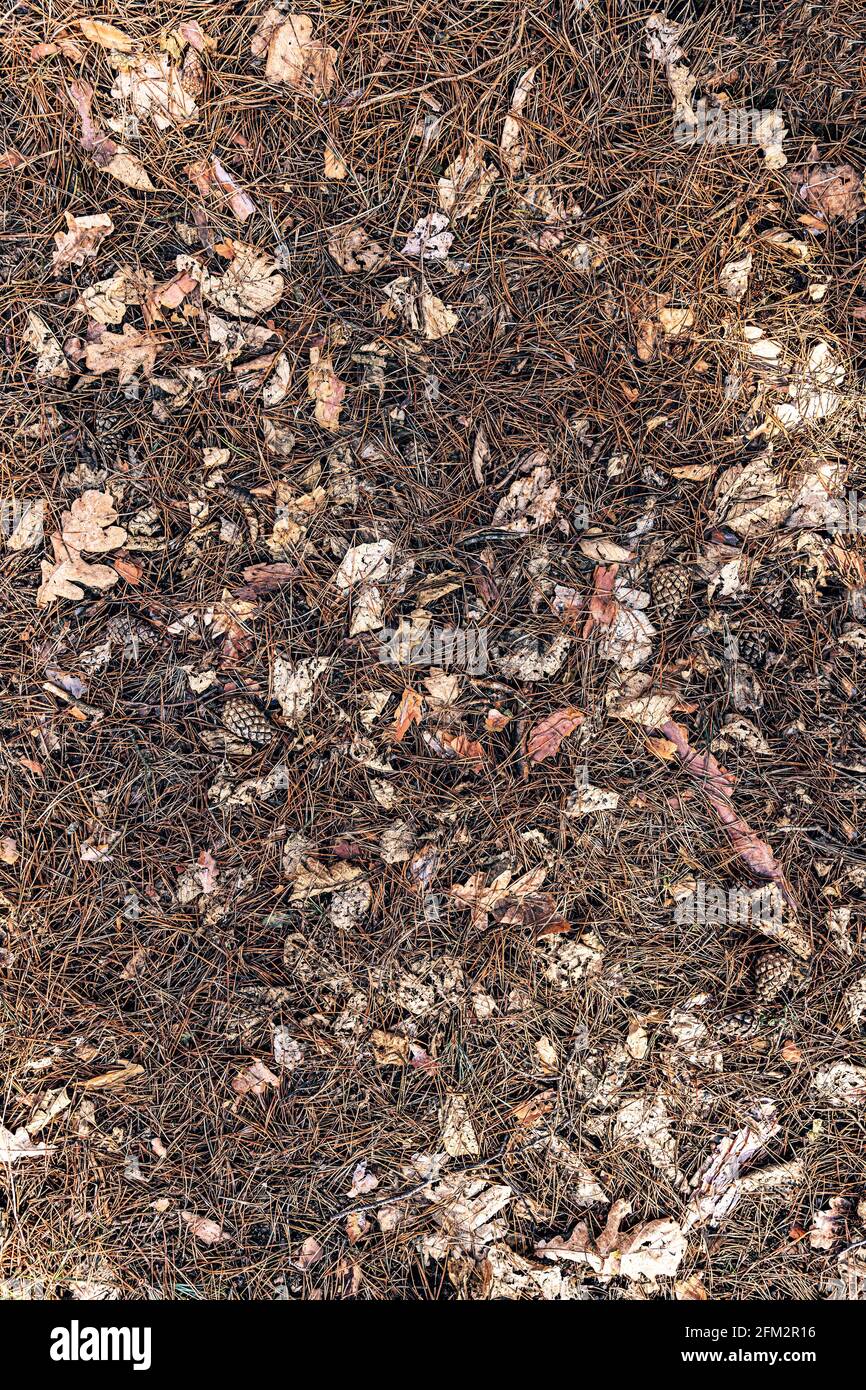 Pine cone patterns hi-res stock photography and images - Alamy