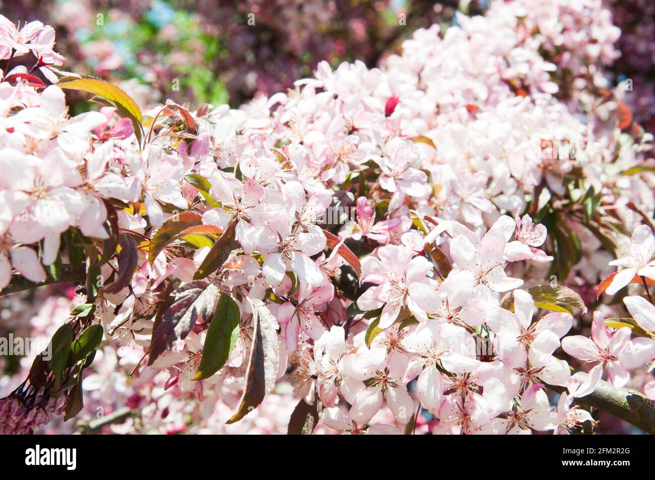 Pink flowers blossoming apple tree background Stock Photo - Alamy