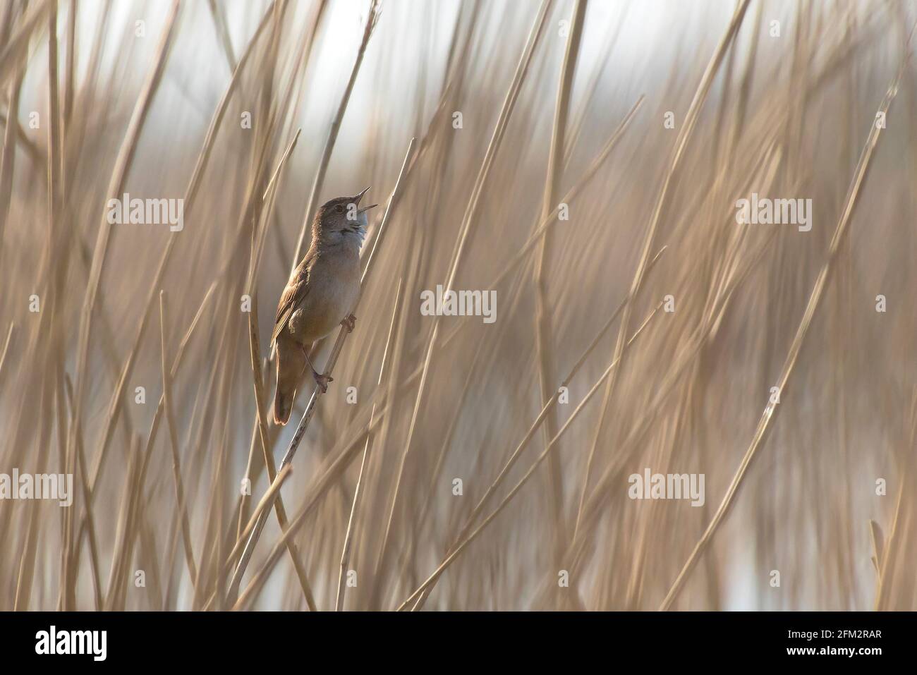 Savi's Warbler (Locustella luscinioides) male perched on a Reed stalk and singing in the early morning Stock Photo