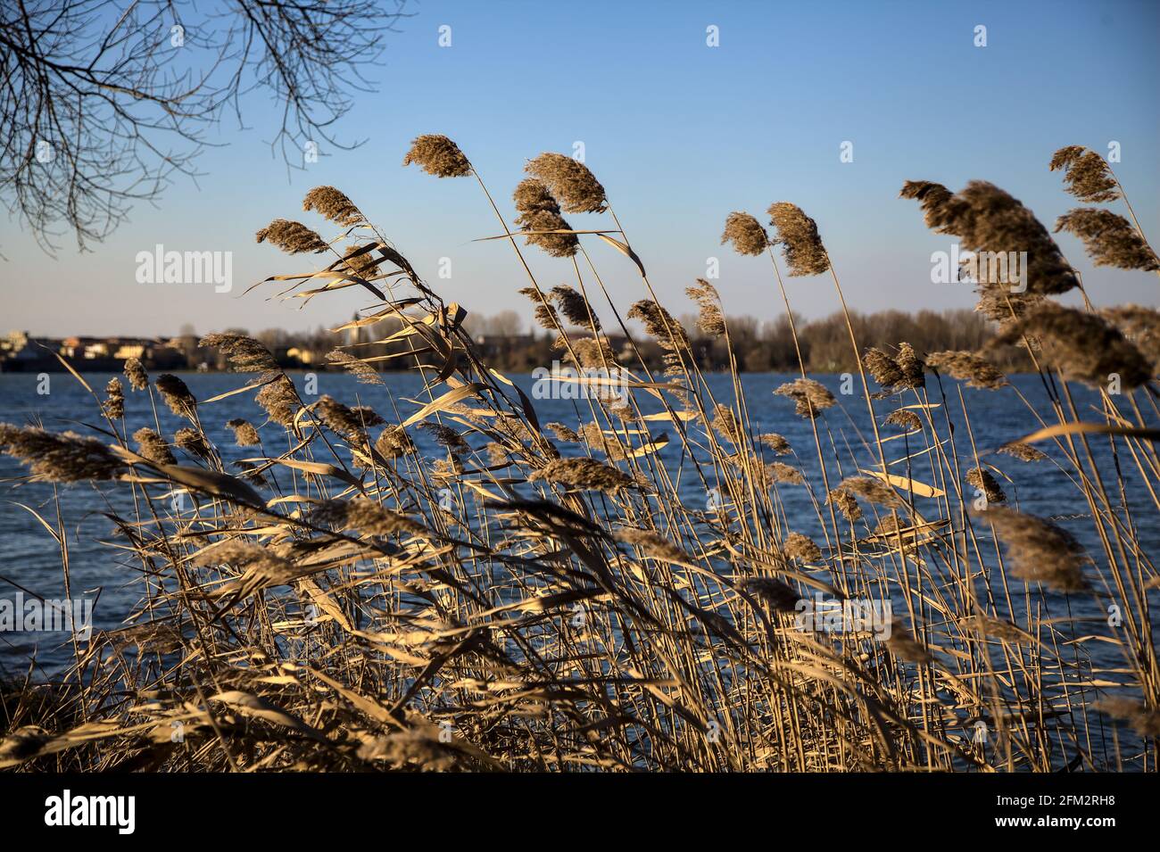 Closeup of reeds bent by the wind with a clear sky as background Stock Photo