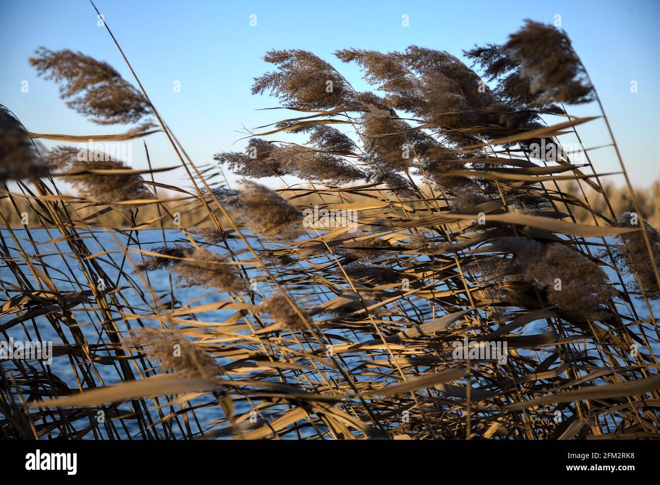 Closeup of reeds bent by the wind with a clear sky as background Stock Photo