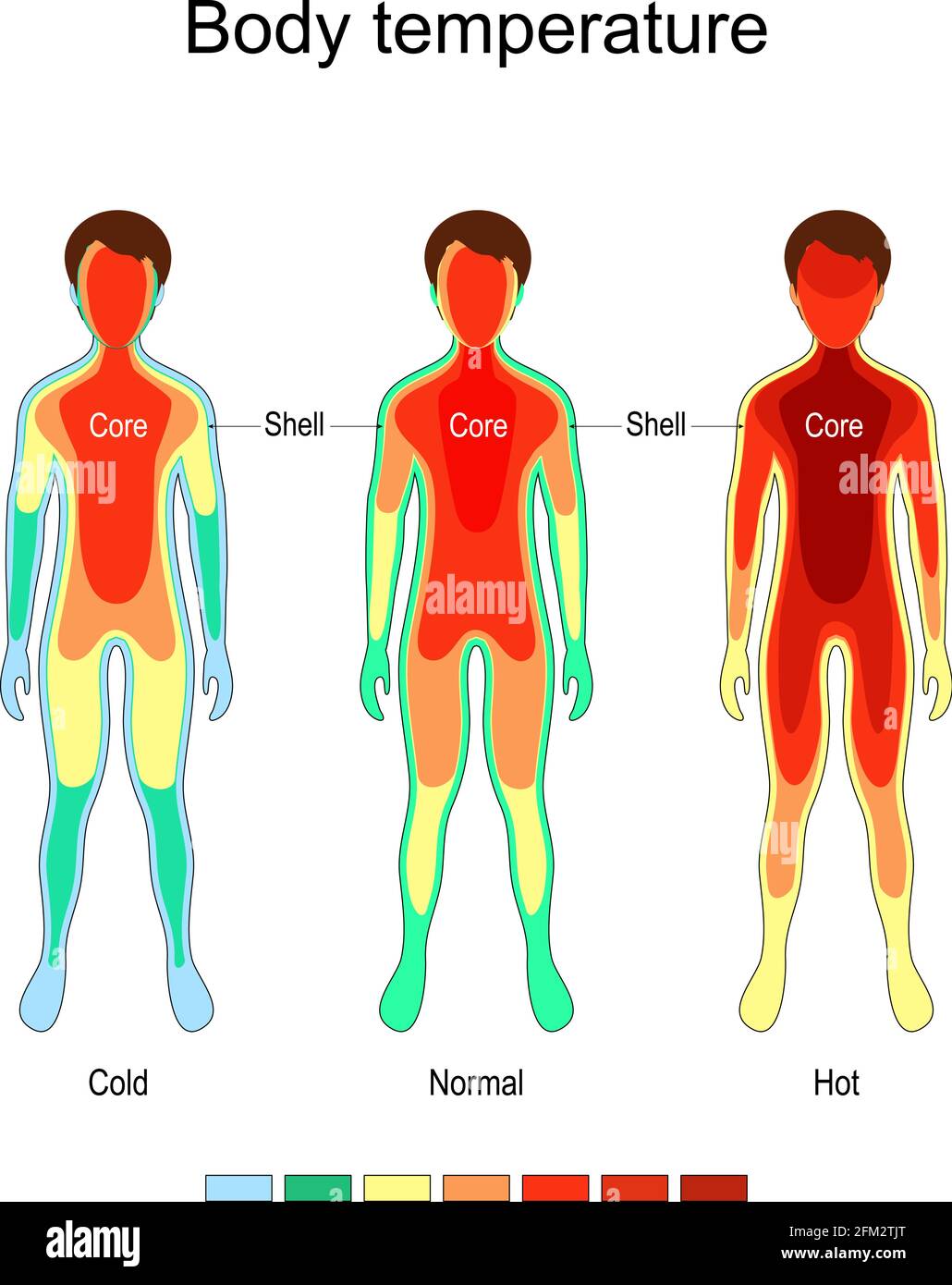 https://c8.alamy.com/comp/2FM2TJT/body-temperature-and-thermoregulation-normal-cold-and-hot-the-core-remains-largely-constant-in-temperature-the-temperature-of-the-body-shell-2FM2TJT.jpg