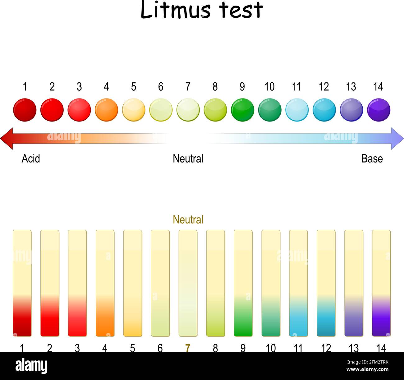 Litmus test. ph scale. Use of litmus paper for test whether a solution is acidic or basic. paper turns red under acidic conditions, and turns blue Stock Vector