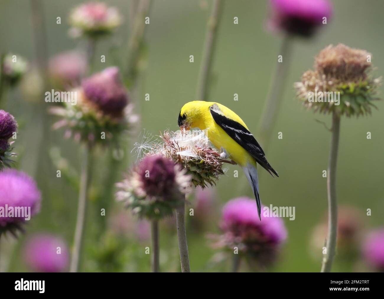 An American Goldfinch in a wild meadow setting of pink thistle, with his head immersed in a mature flower head eating seeds. Stock Photo