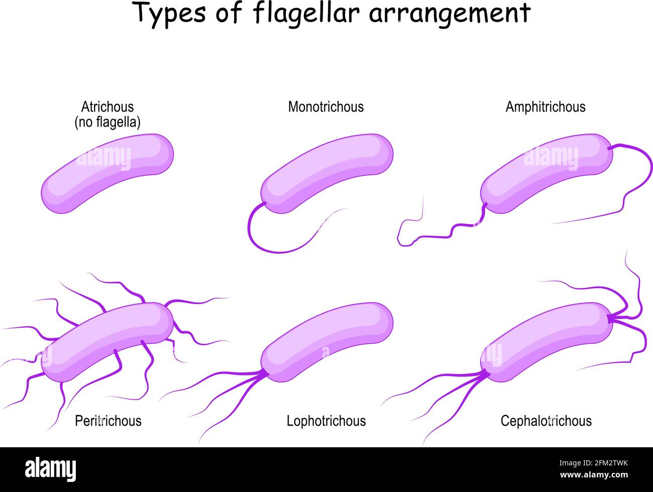 Types of flagellar arrangement for example bacteria: from Atrichous (no flagella) to Monotrichous, Peritrichous, Lophotrichous, Cephalotrichous Stock Vector