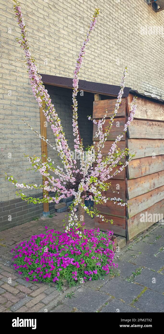Small decorative Japanese cherry tree (Prunus serrulata) in the front yard Stock Photo
