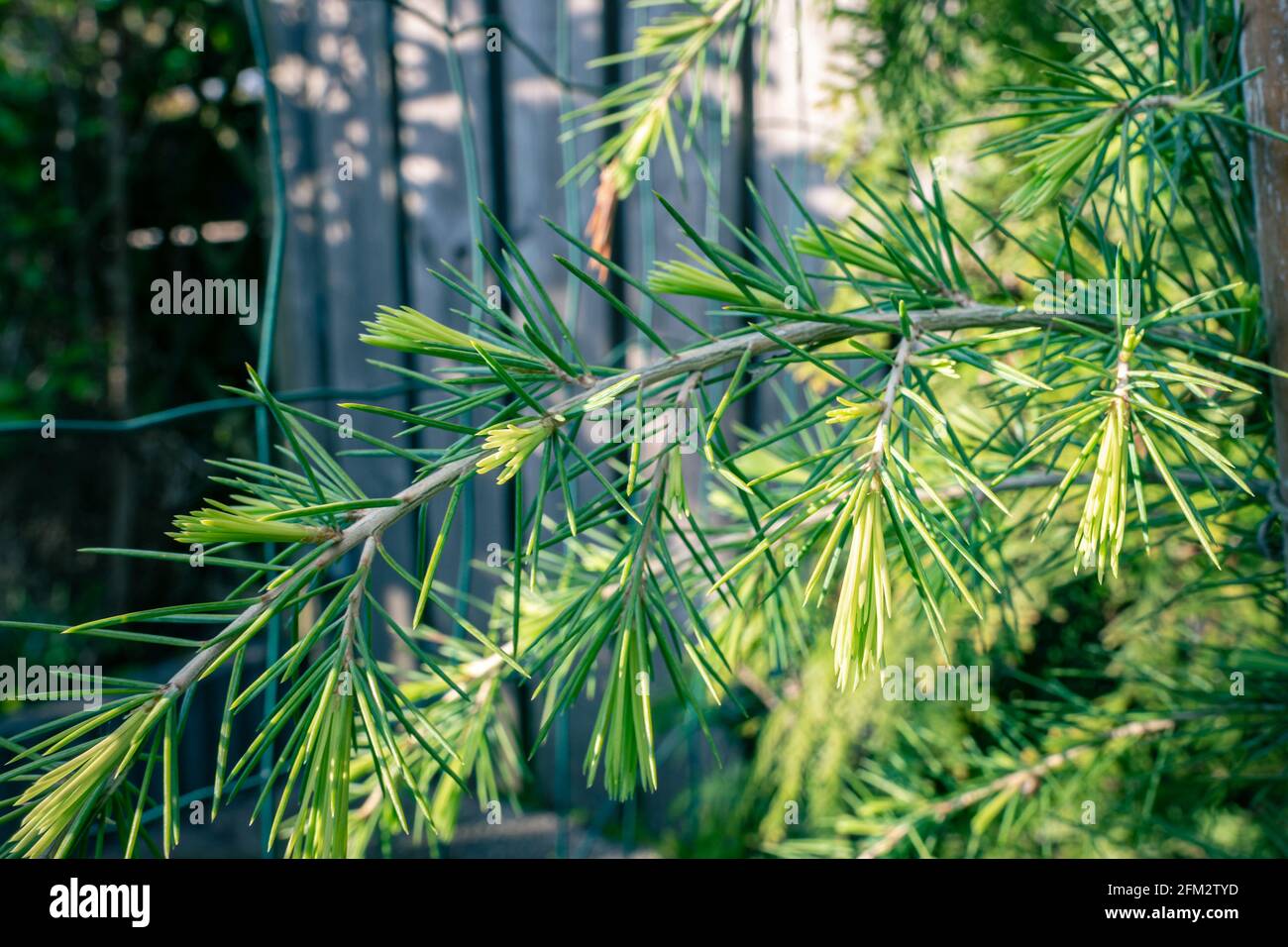 Fresh young shoots of a cedar tree Stock Photo