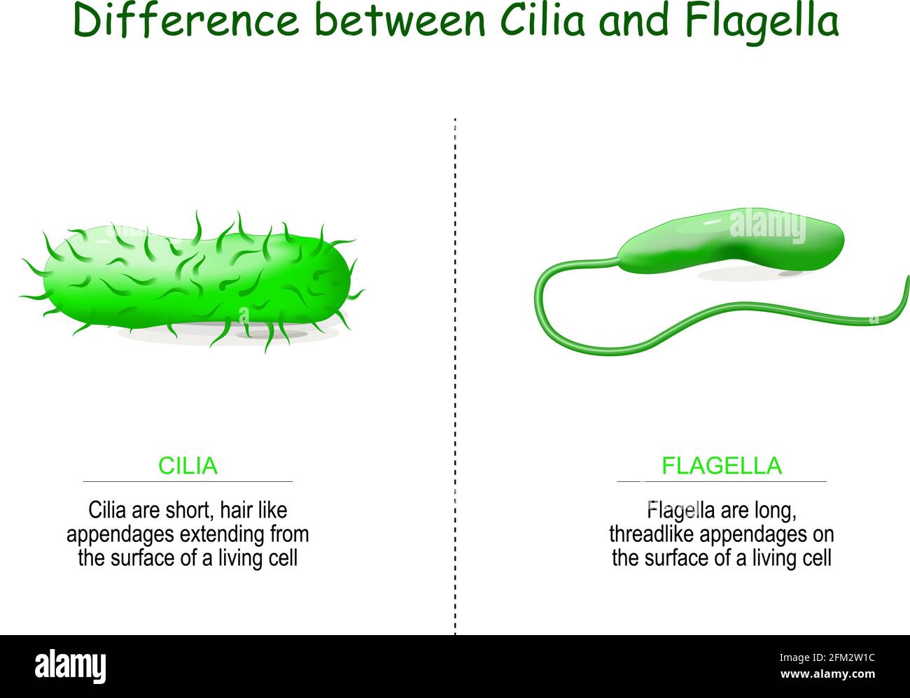 Difference between cilia and flagella for bacteria. Vector illustration Stock Vector