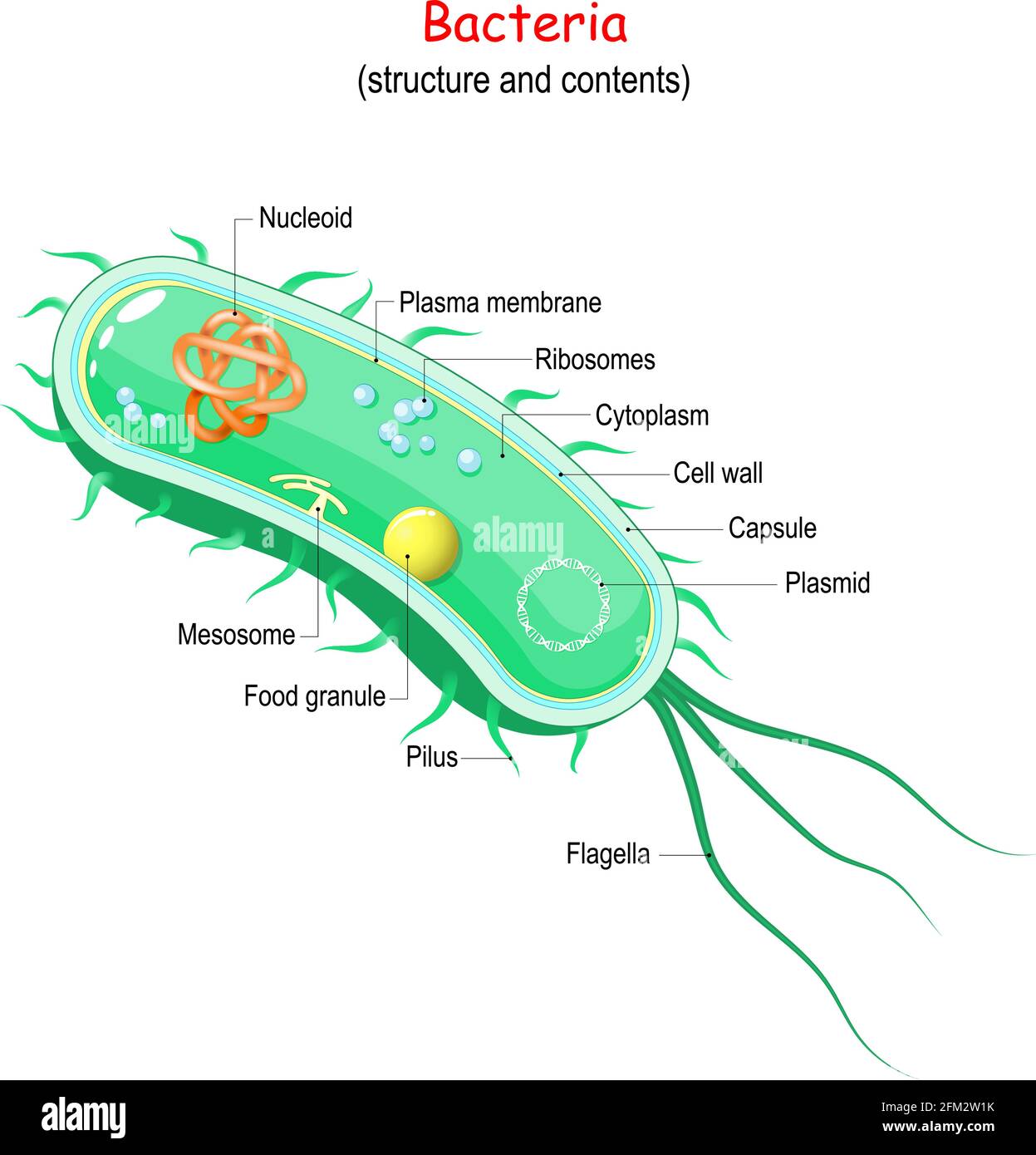 bacterial cell. Structure and anatomy. Vector illustration. Stock Vector