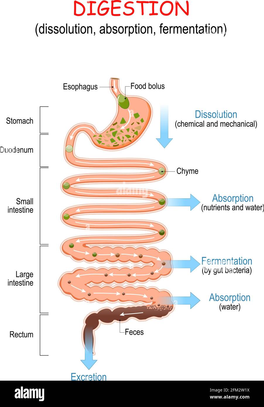 digestion (dissolution, absorption, fermentation). From food bolus or Chyme to Feces. Human digestive system: Esophagus, Stomach, Duodenum Stock Vector
