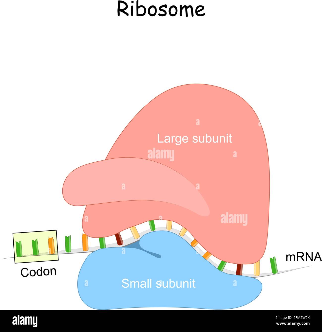 Ribosome and mRNA. Anatomy of macromolecular machines, that protein synthesis. mRNA translation. small and large subunit. mRNA vaccine Stock Vector