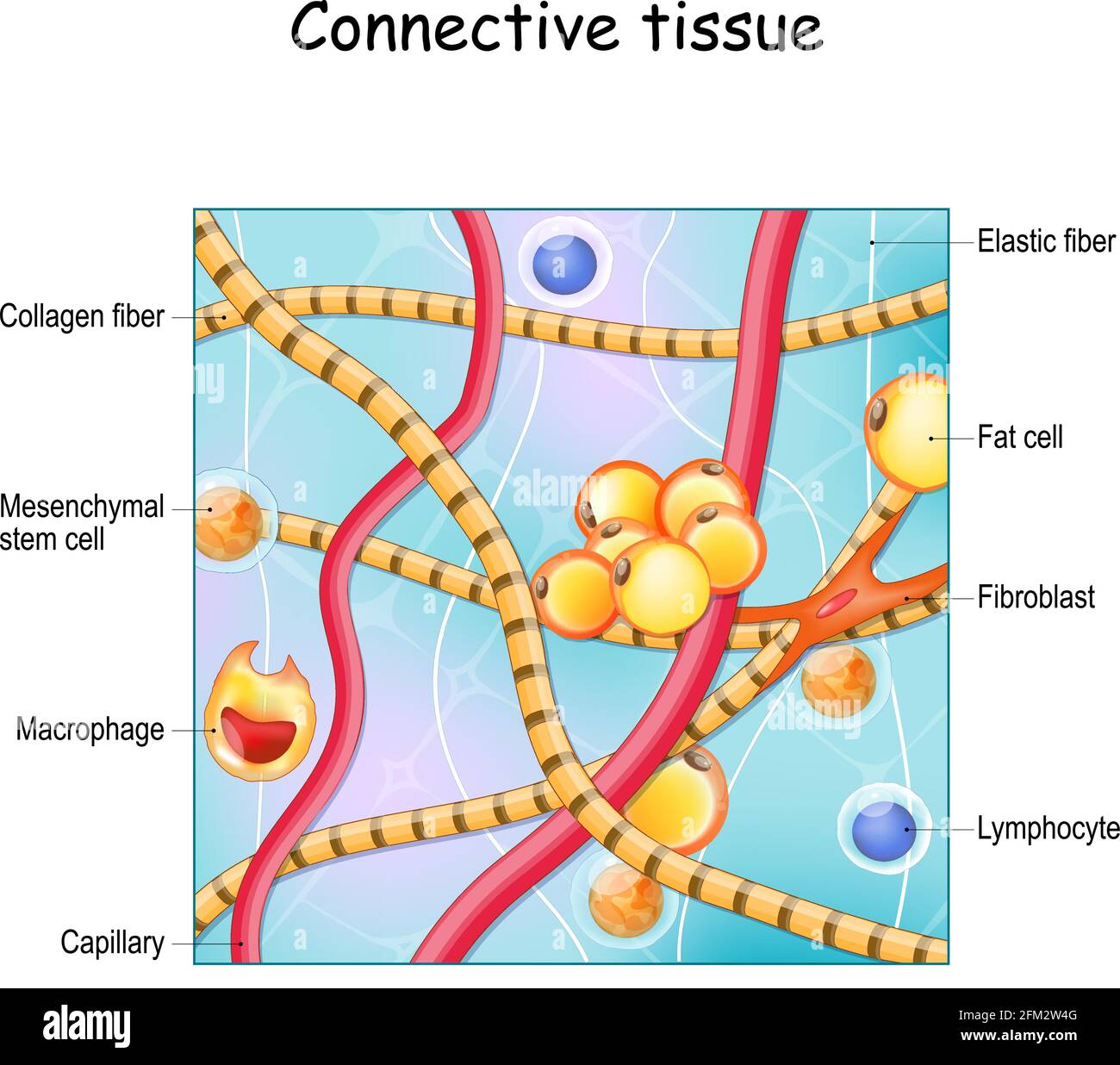 Connective tissue. Structure and anatomy. Extracellular matrix, Elastic and Collagen fibers, blood vessel and cells: lymphocyte, fibroblast Stock Vector