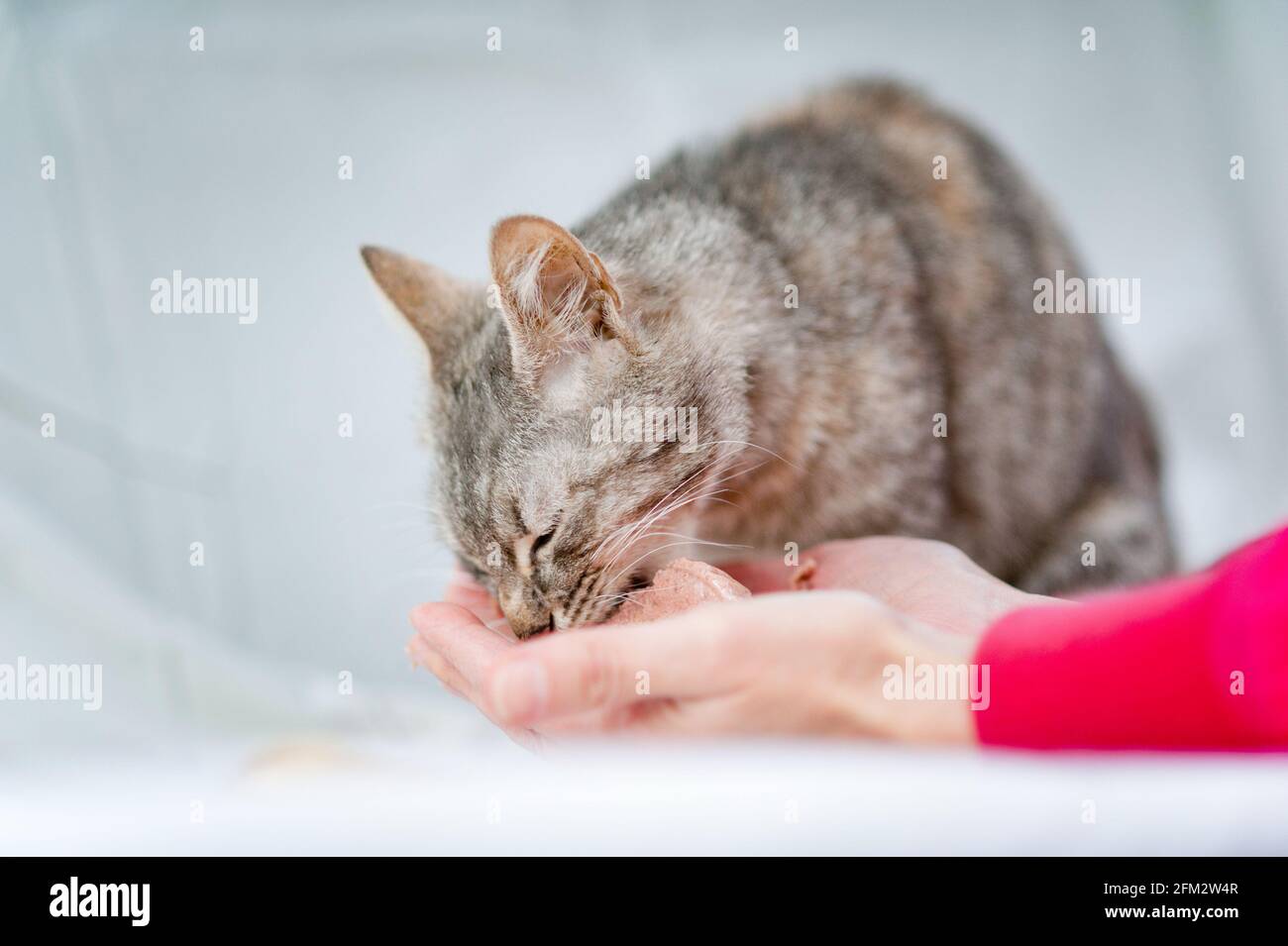 Hungry stray cat eating cat food from arms Stock Photo