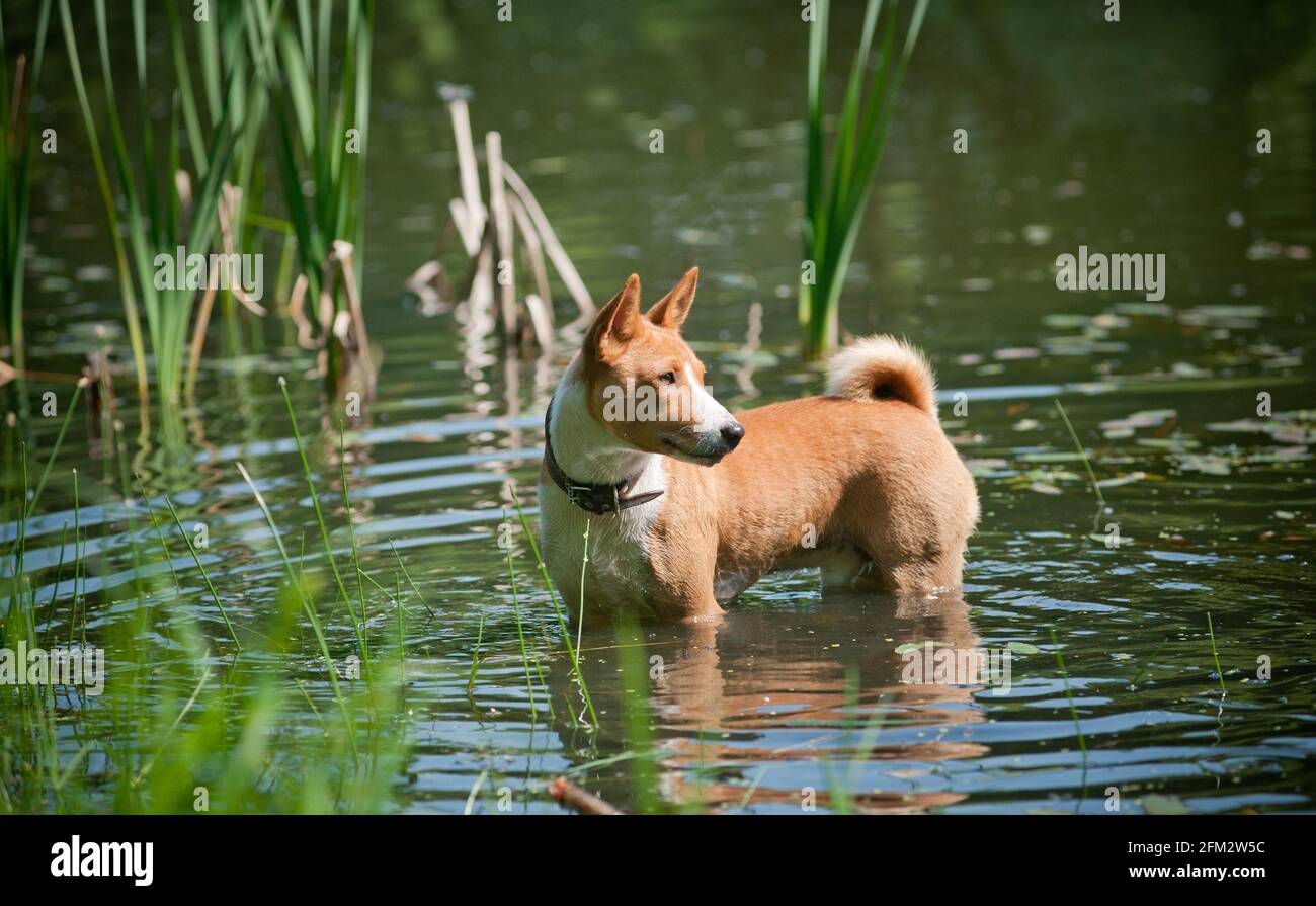 Cute bassenji dog in a pond posing Stock Photo