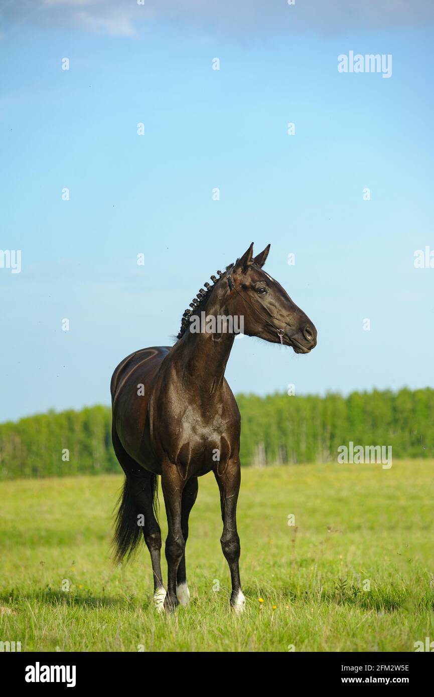 Beutiful raven horse standing in the field Stock Photo