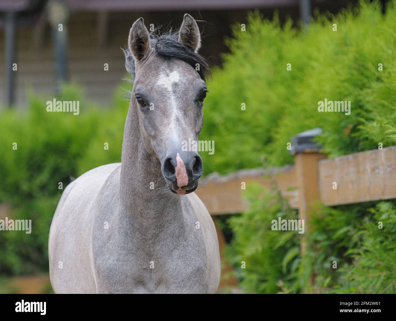 Cute young arabian horse in green paddock in movement Stock Photo Alamy