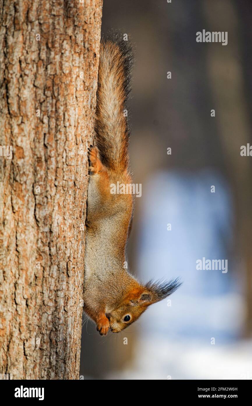 Squirrel chilling on a tree in winter in a sunny day Stock Photo