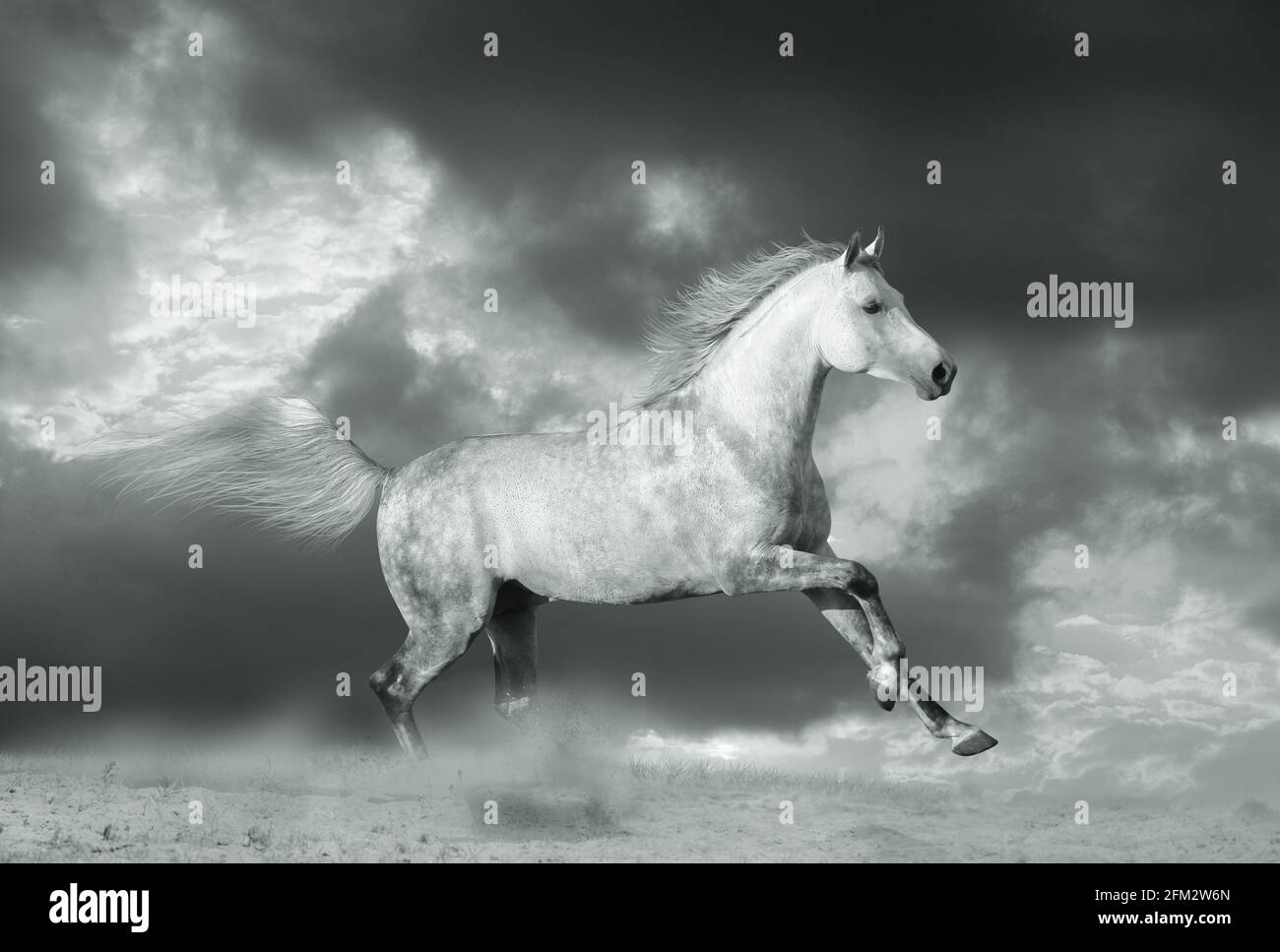 stallion in dust, black and white monochrome image Stock Photo