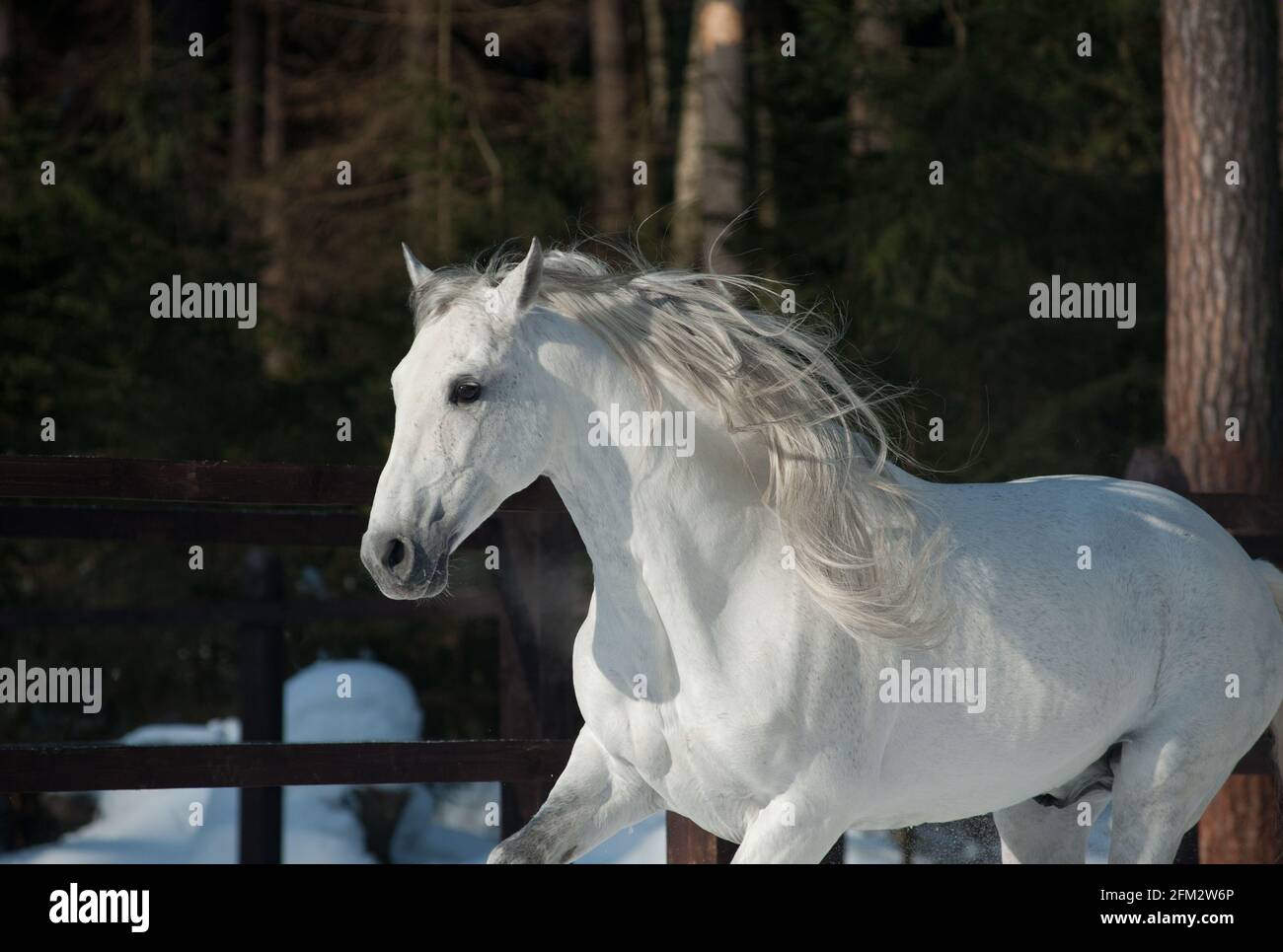 Beautiful andalusian stallion running in winter paddock in forest Stock Photo