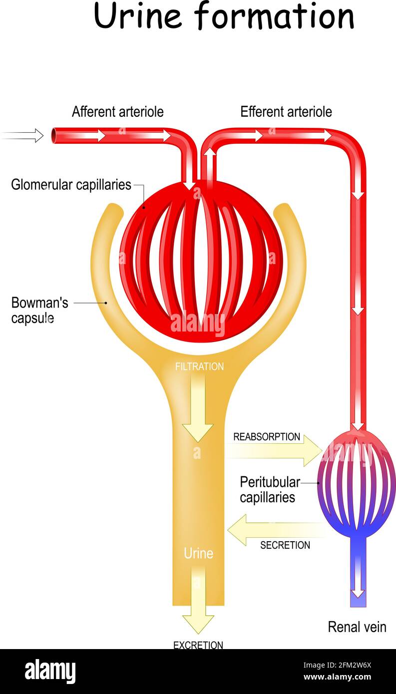 urine Formation. Glomerulus. kidney. Filtration, reabsorption