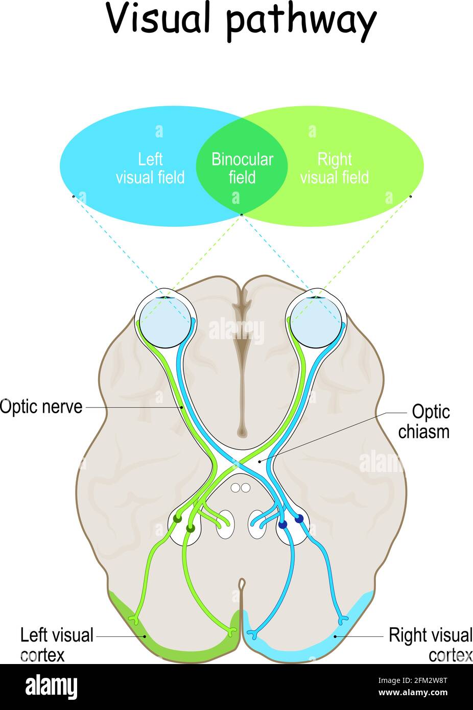 Visual Cortex