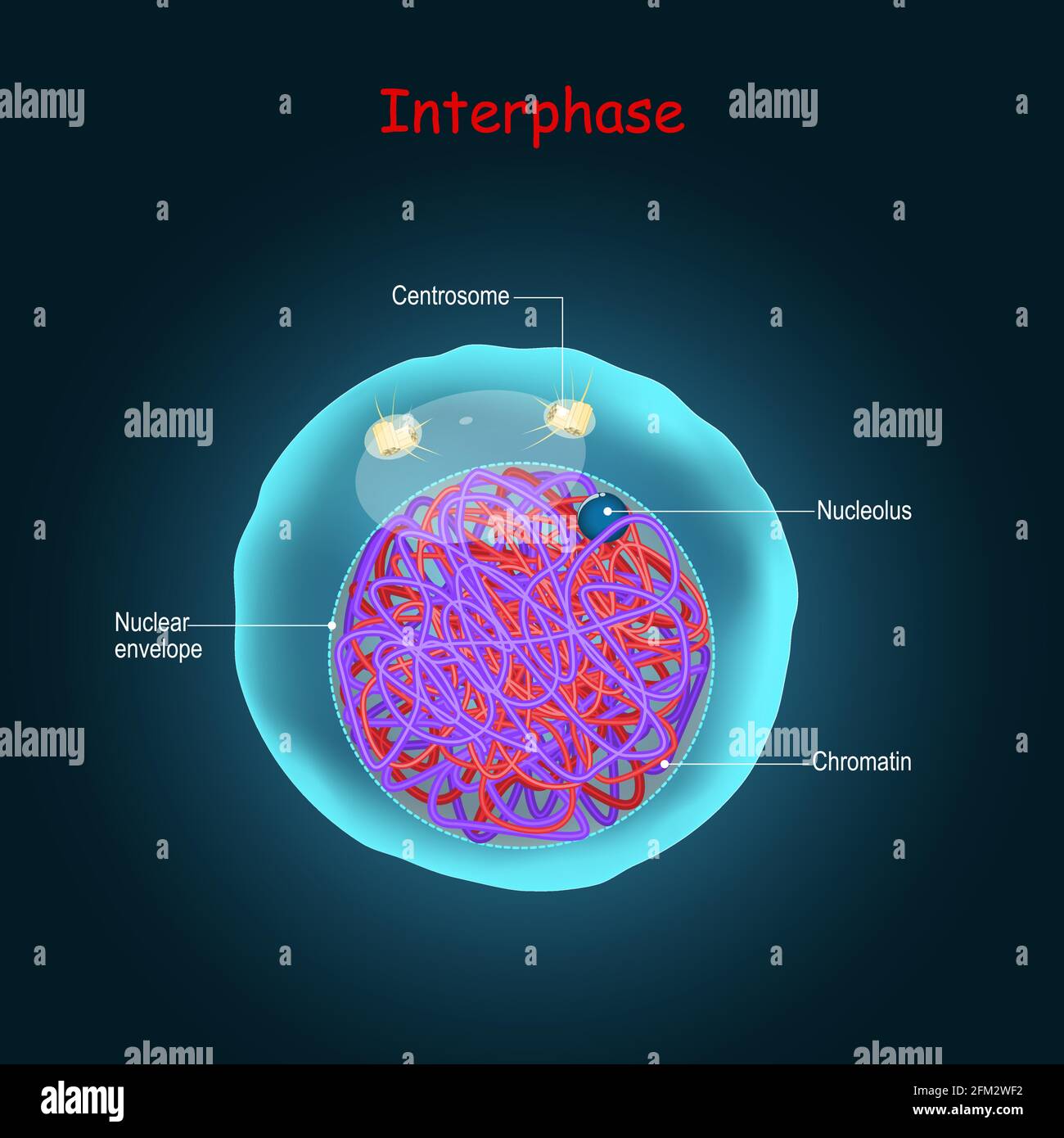 Interphase. Stage of cell division in sexually-reproducing. cell gets itself ready for mitosis or meiosis Stock Vector
