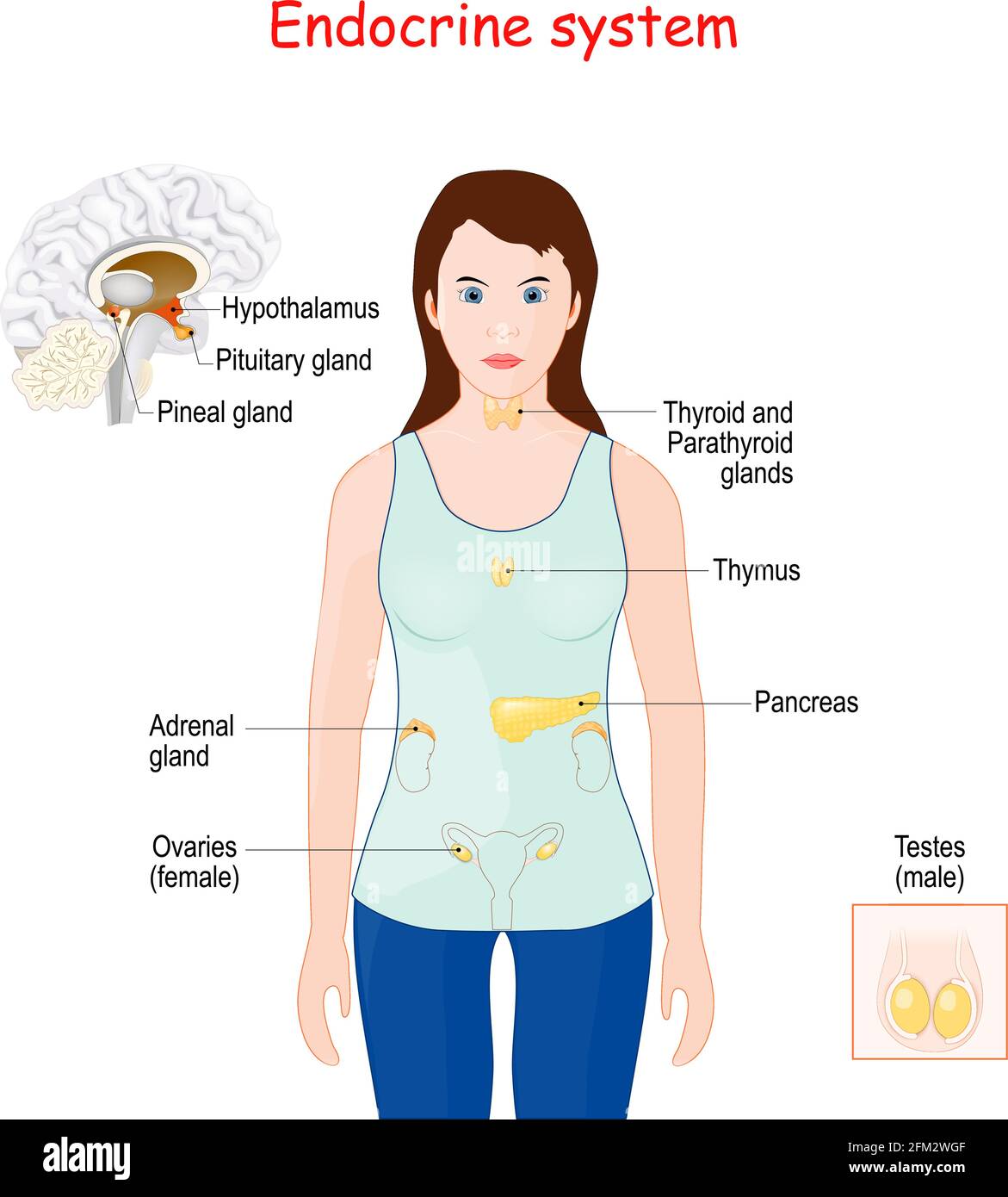 endocrine system. Human anatomy. Female silhouette with highlighted internal organs. Stock Vector