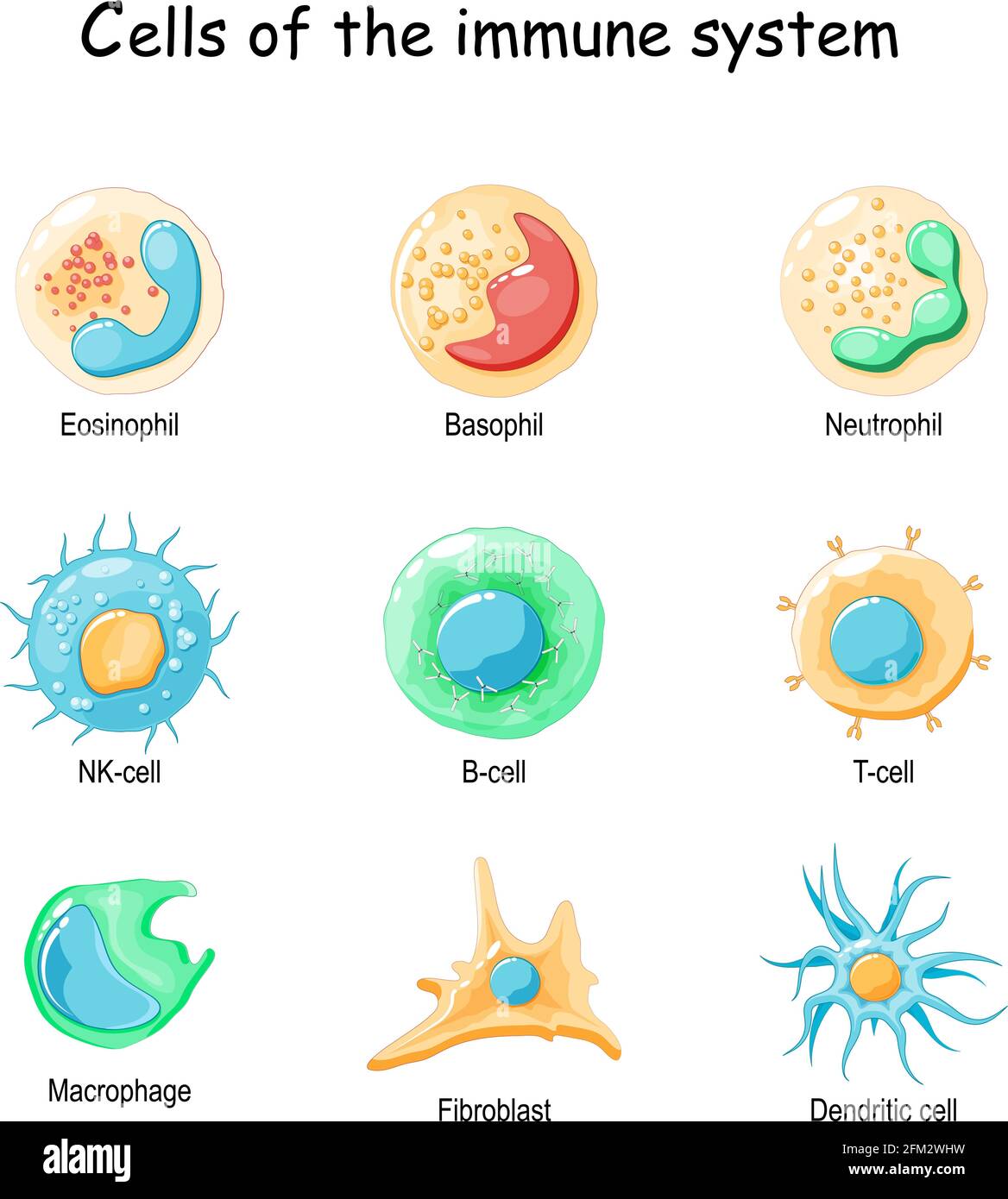 Cells of the immune system. White blood cells or leukocytes: Eosinophil, Neutrophil, Basophil, Macrophage, Fibroblast, and Dendritic cell. Vector Stock Vector