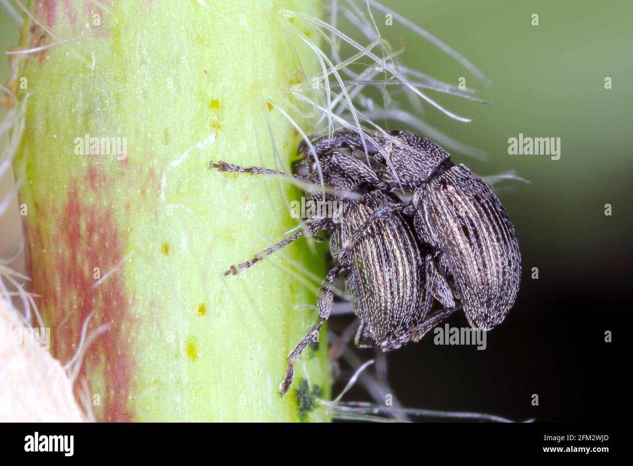 Aspidapion radiolus on hollyhock plant. It is beetle from family Apionidae, pest of hollyhock. Stock Photo