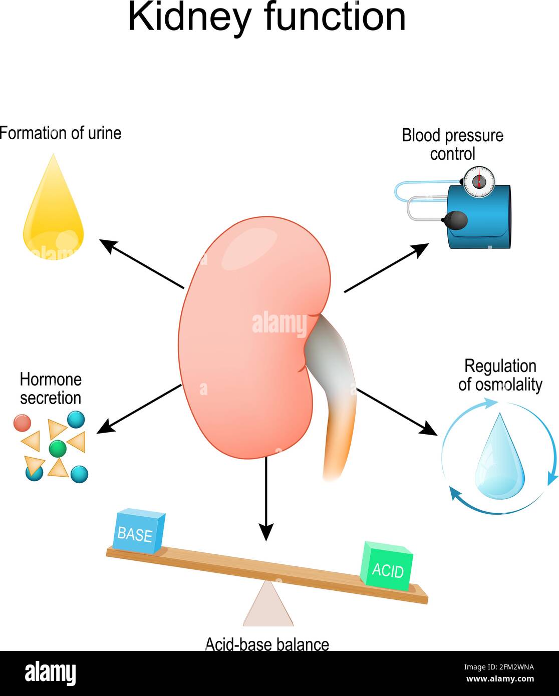 Kidneys function. From Acidbase balance, Regulation of osmolality