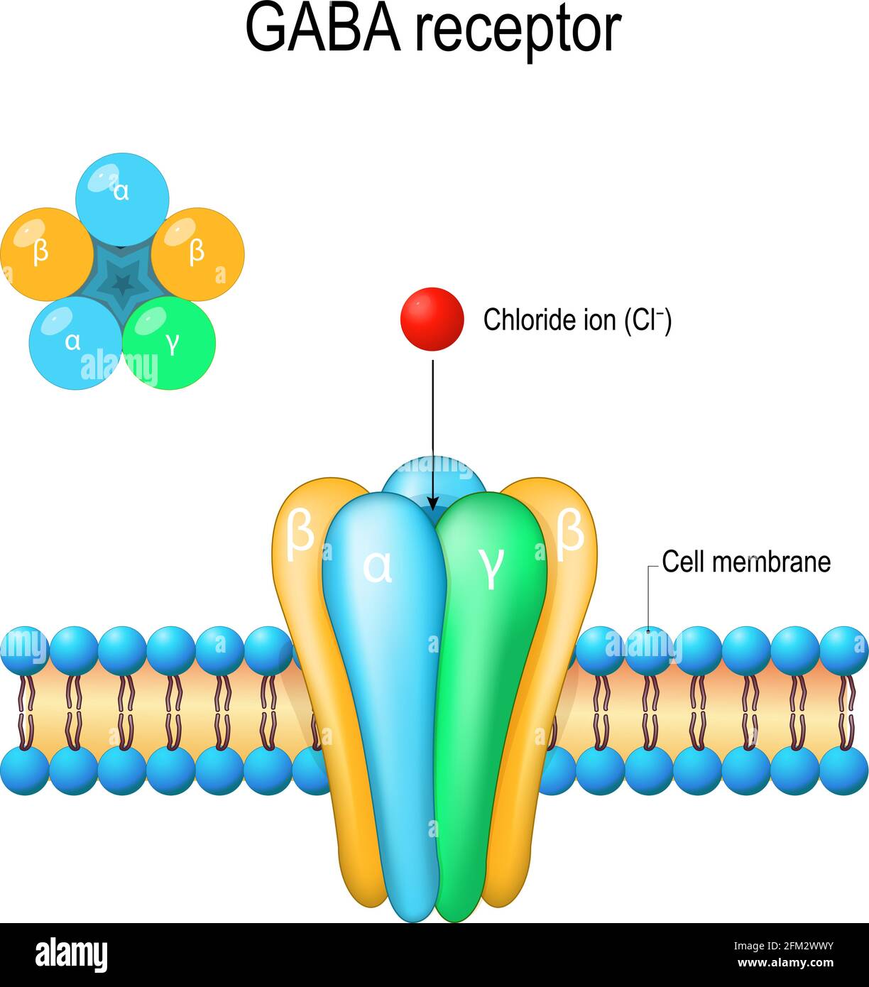 GABA receptor. ligand-gated ion channel, metabotropic receptors. Neurotransmitter in the central nervous system. Stock Vector