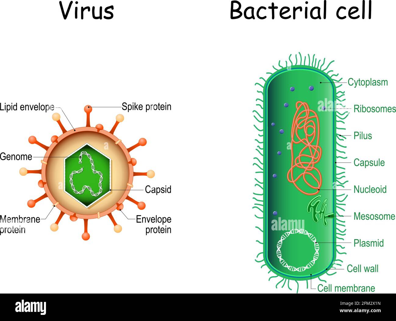 Virus and bacteria. Close-up. comparison and difference. Bacterial cell anatomy and virion structure. Vector illustration Stock Vector