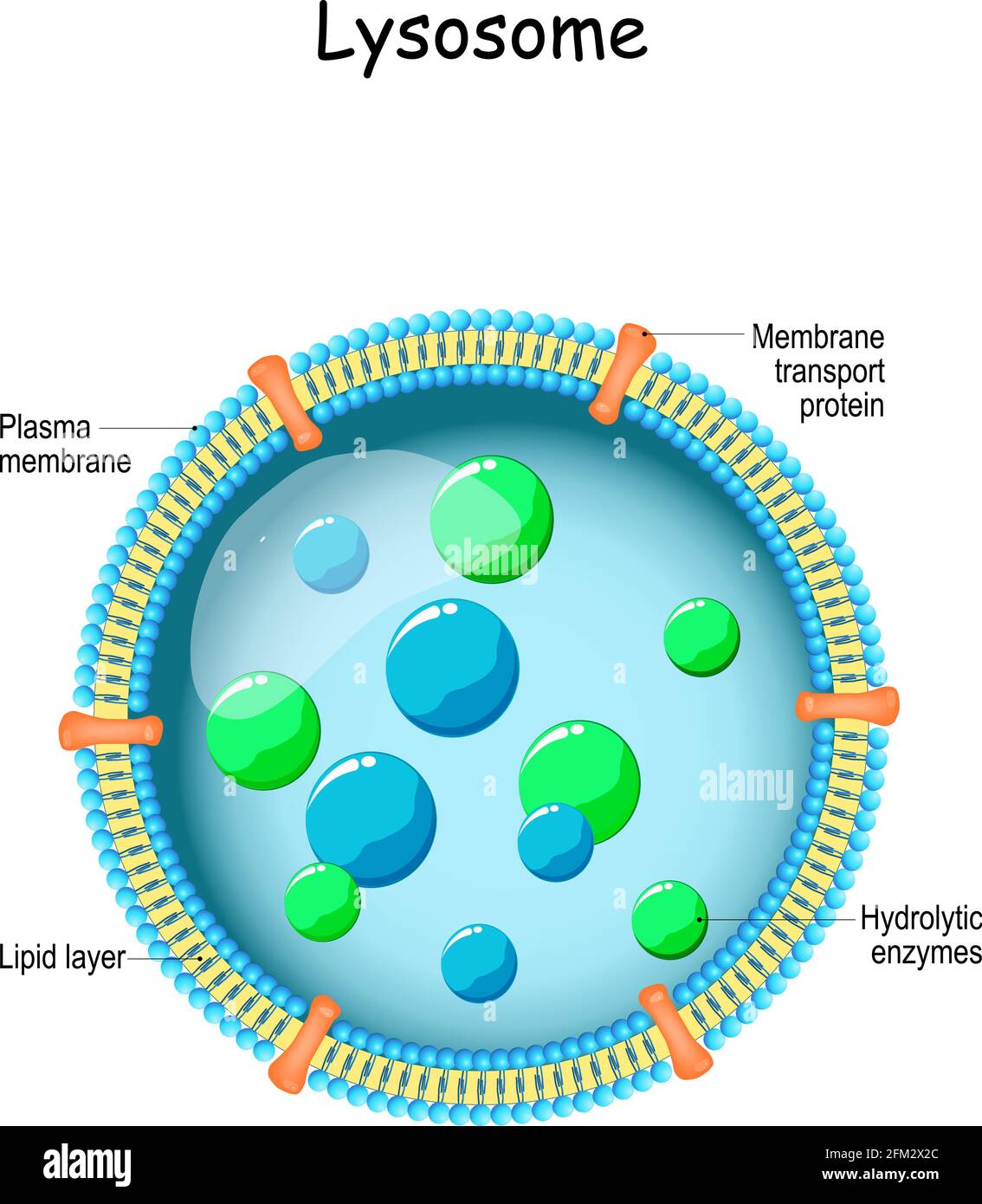 Lysosome. Anatomy of the Lysosome: Hydrolytic enzymes, Membrane and transport proteins. organelle use the enzymes to break down and digest food Stock Vector