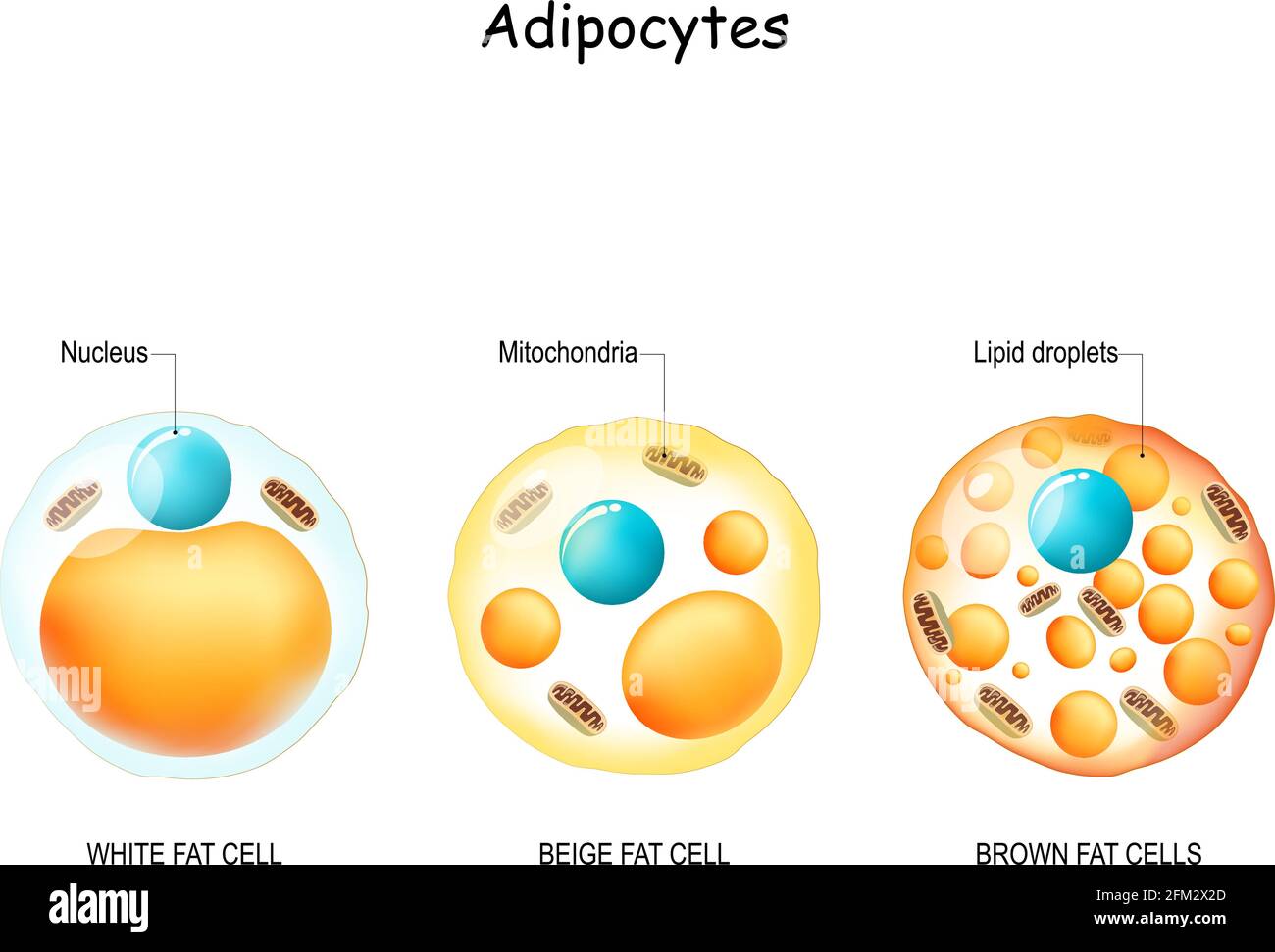 Adipocyte. Types of lipocytes: white fat cell, brown and beige fat cells. comparisons and differences. Structure, and anatomy. Vector illustration Stock Vector