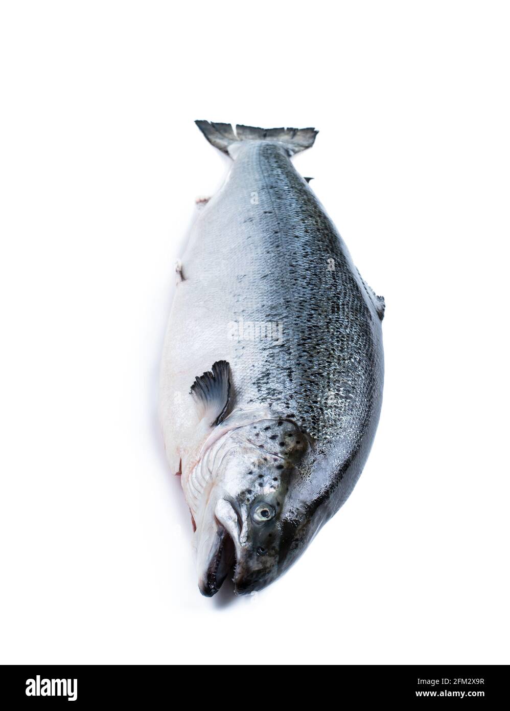 Raw salmon fish isolated on white background Stock Photo - Alamy