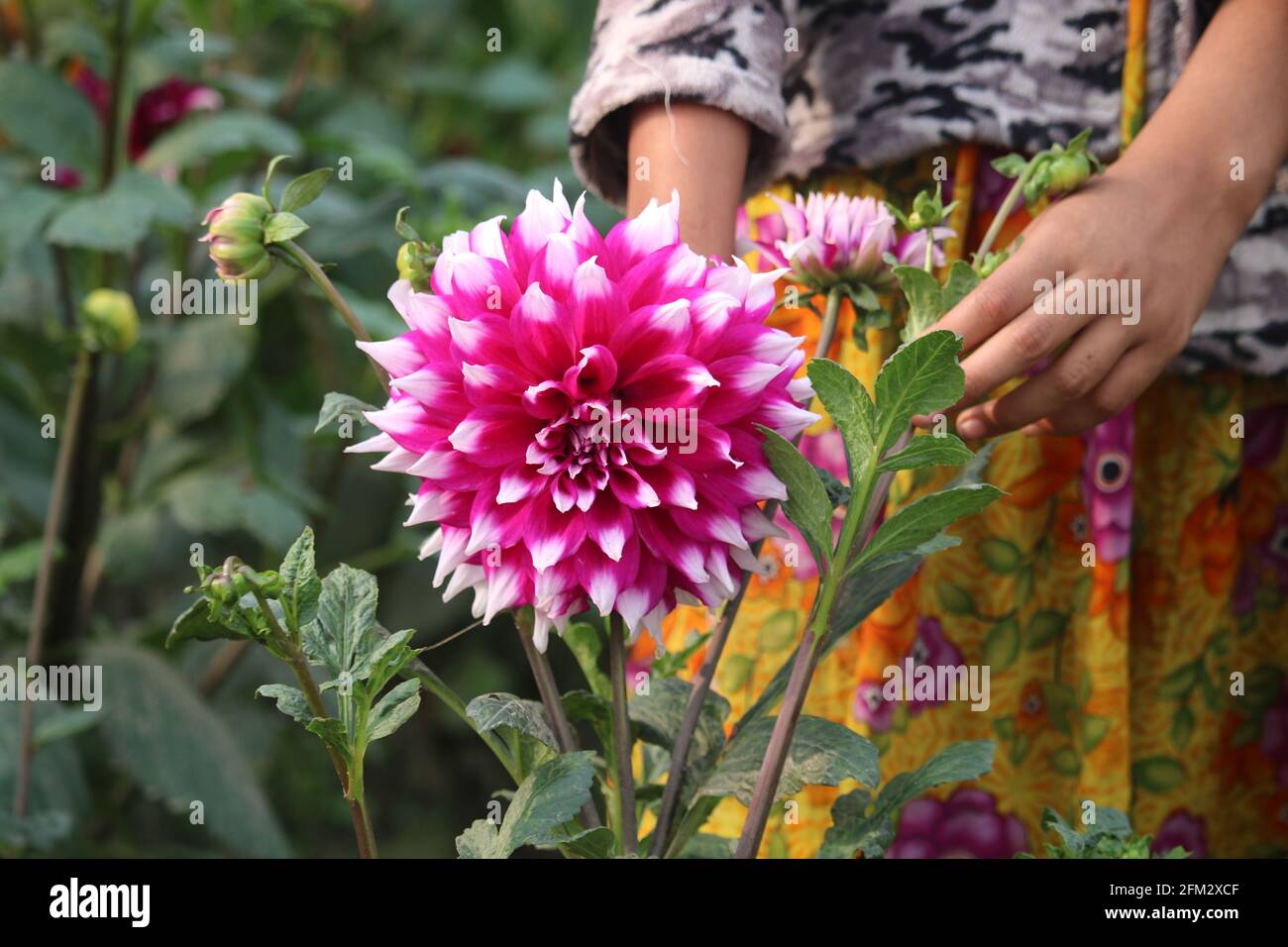 The Beautiful Flower Stock Photography Stock Photo