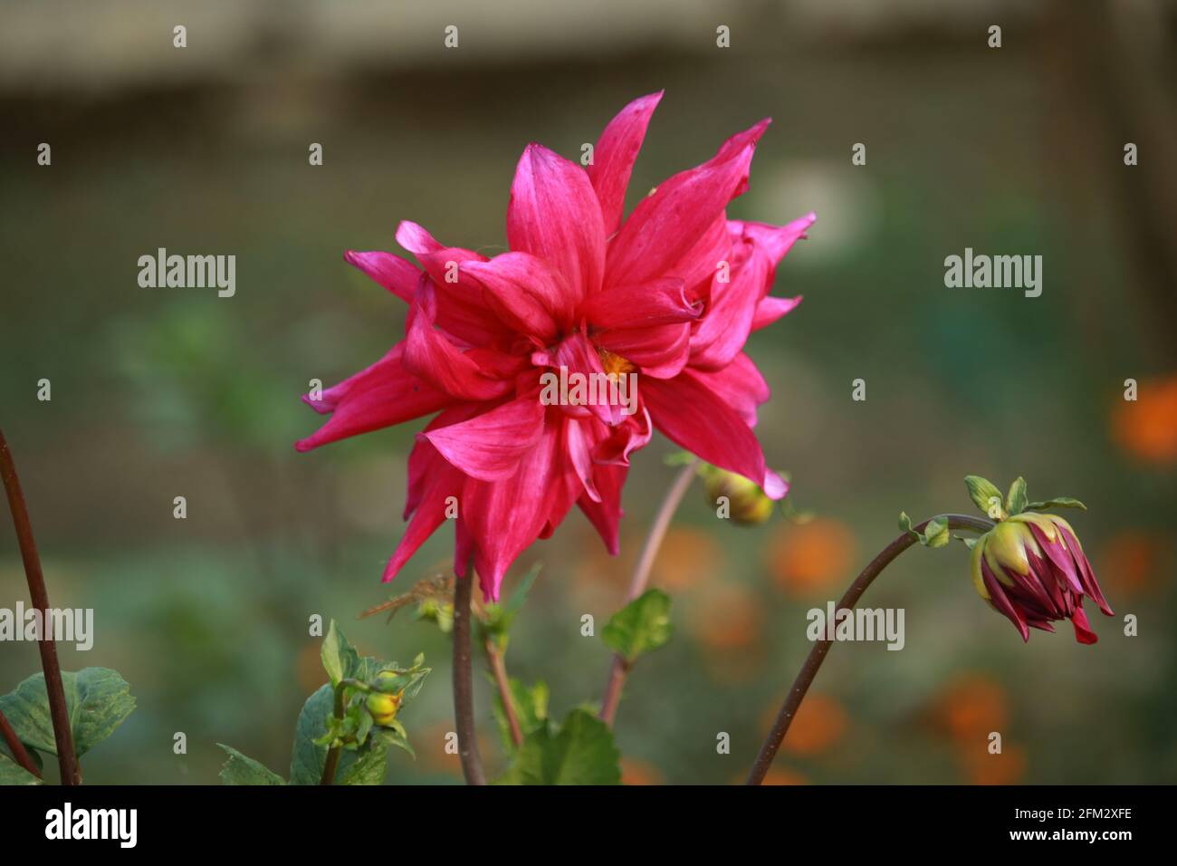 The Beautiful Flower Stock Photography Stock Photo