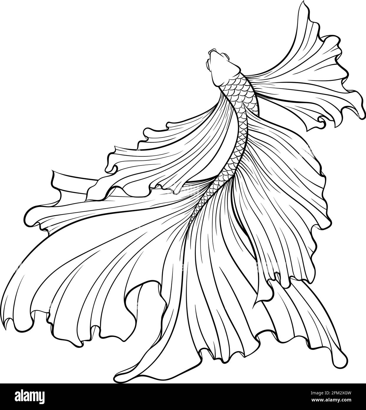 Siamese fighter fish top view line art Stock Vector