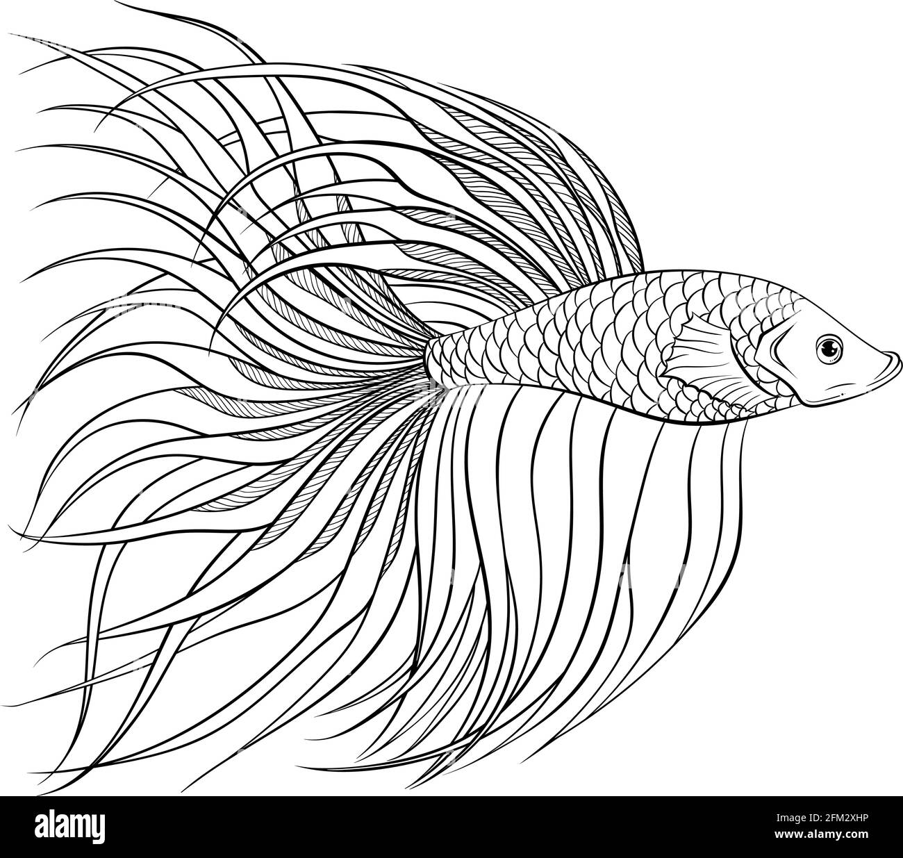 Siamese Fighter Fish Side View Line Art Stock Vector Image Art Alamy