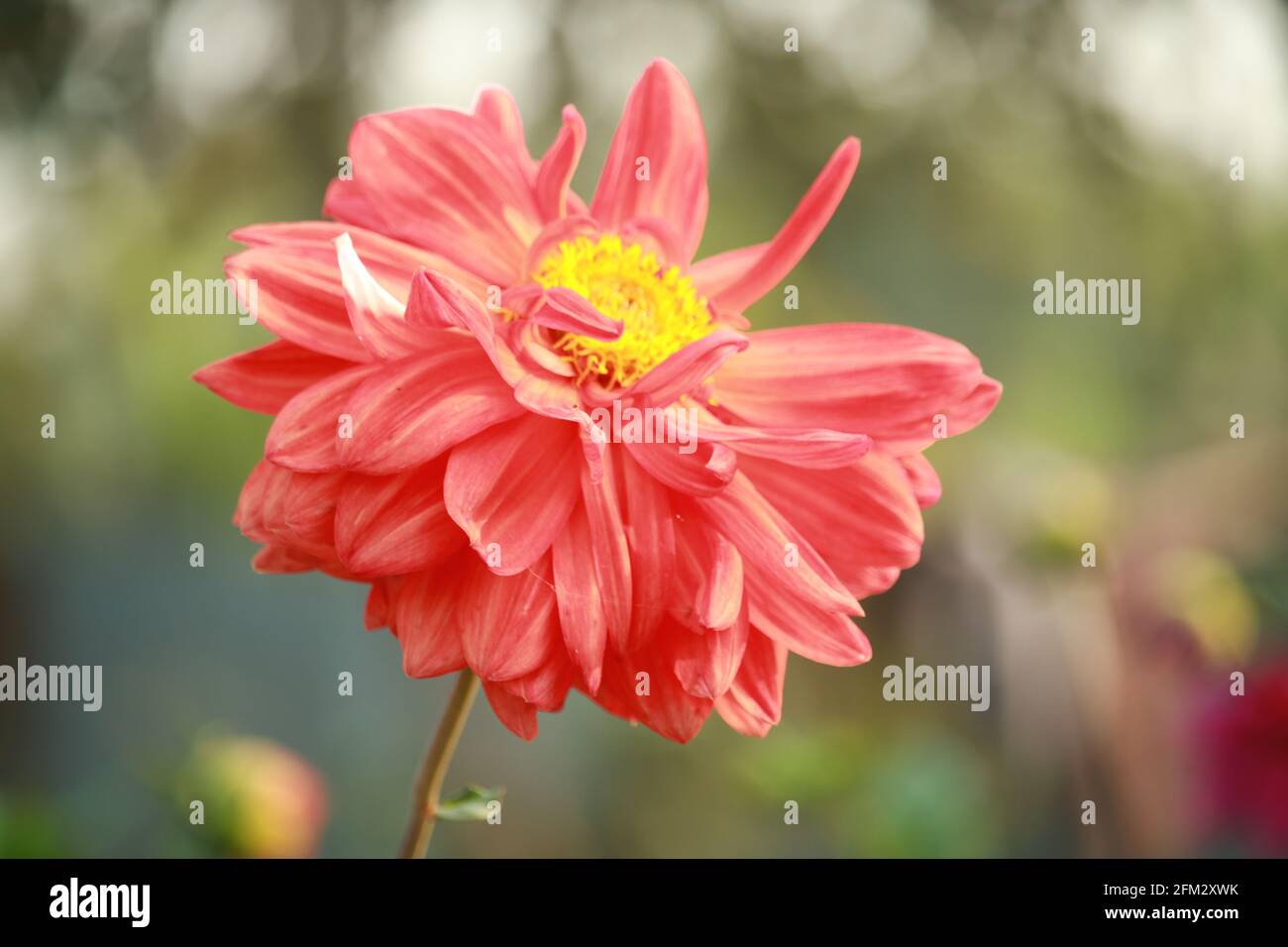 The Beautiful Flower Stock Photography Stock Photo