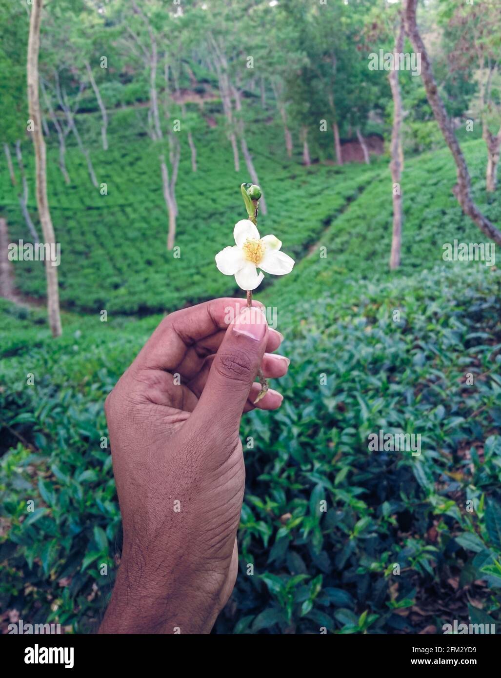 landscape photo of tea garden with a white tea flower  in Sylhet , Bangladesh . Stock Photo