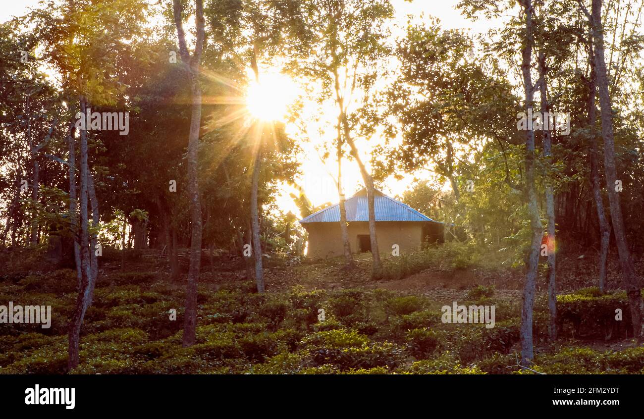 landscape photo of tea garden and a mud hut in Sylhet , Bangladesh . Stock Photo